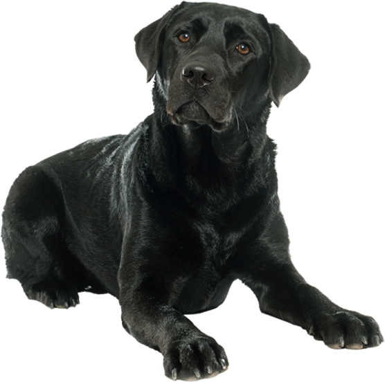 Nice doggie